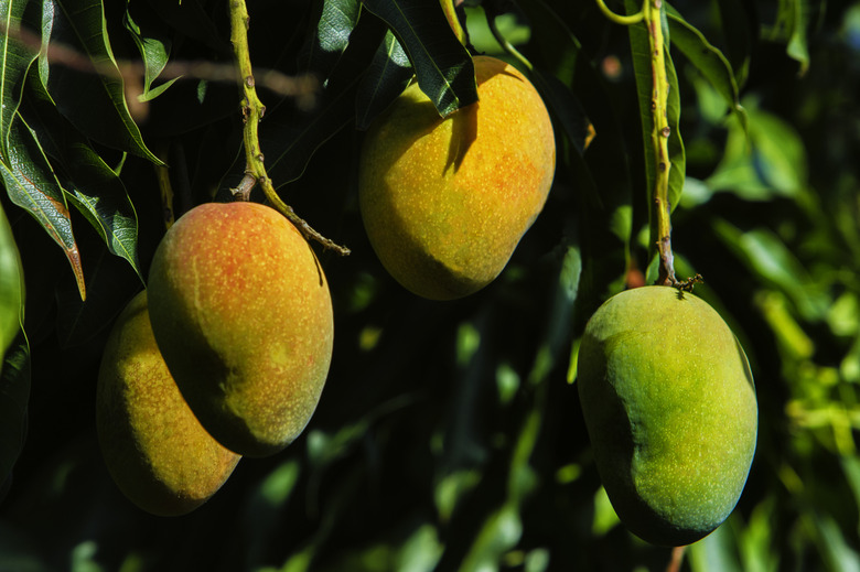 Close-up view of mangoes in the tree.