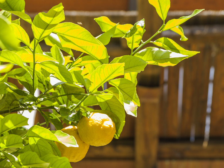 Maturing lemons still on the tree.