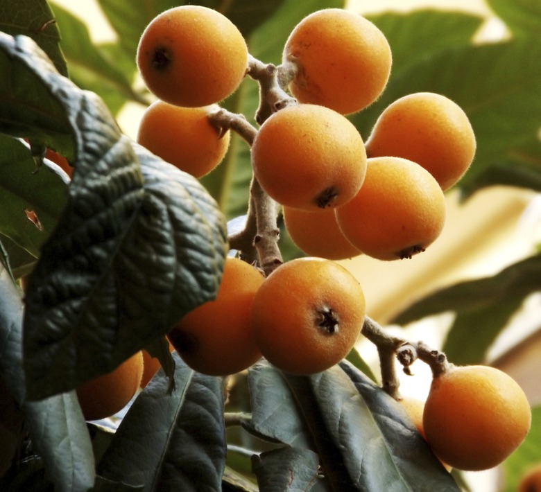 Loquat tree with fruit ready to be eaten.