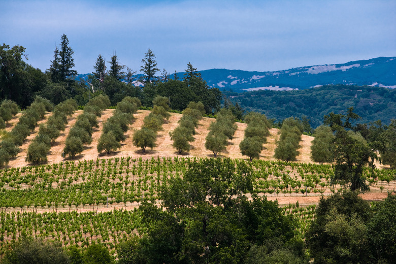 Olive orchard in Sonoma Valley