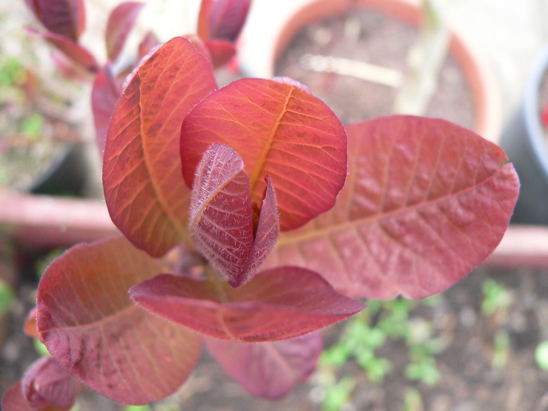 A close-up of the salmon pink leaves of a Grace smoke tree Cotinus coggygria 'Grace'.