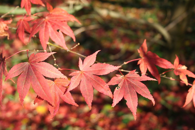 A close-up of the leaves of a red-leaf Japanese maple Acer palmatum var. atropurpureum.