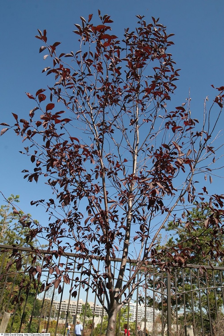 A lovely Canada Red chokecherry tree Prunus virginiana 'Canada Red' reaching up towards the sky.