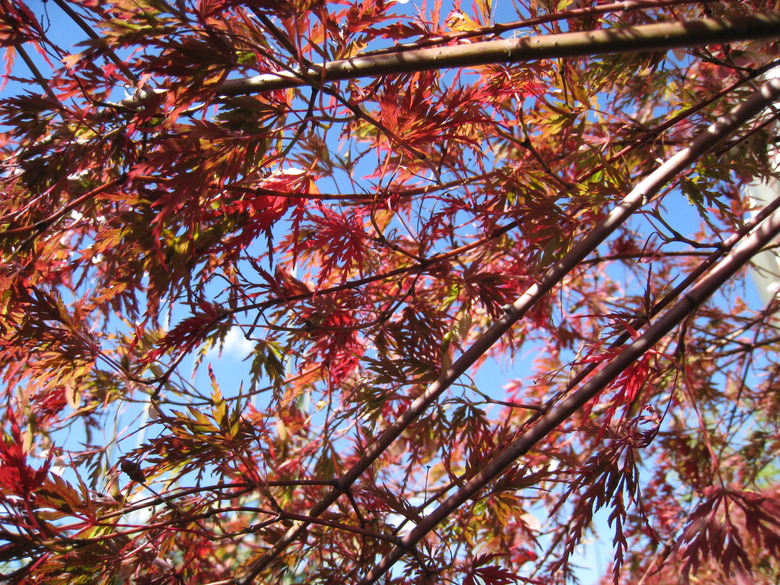 A Japanese laceleaf maple tree Acer palmatum 'Seiryu' shot from below at the Bronx Botanical Garden.