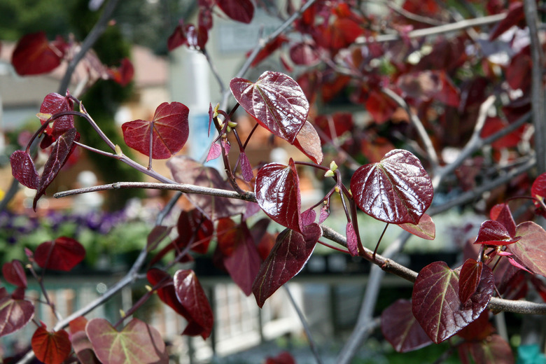 A Forest Pansy eastern redbud Cercis canadensis 'Forest Pansy' growing in Beltsville