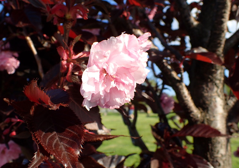 A lone pink flower points downward on a Royal Burgundy flowering cherry tree Prunus serrulata 'Royal Burgundy'.