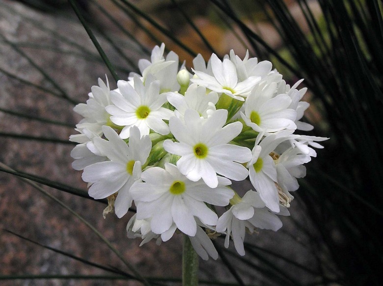 A cluster of white primrose flowers Primula spp..