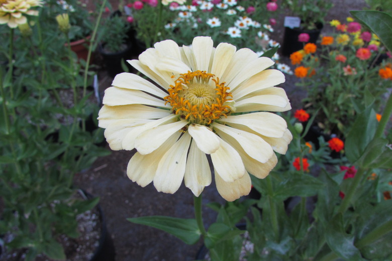 A white zinnia flower in full bloom.