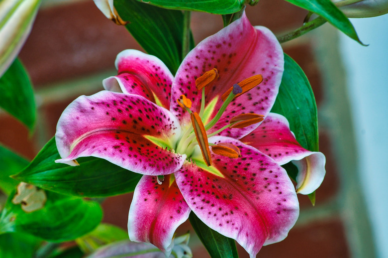 A close-up of a wonderful pink