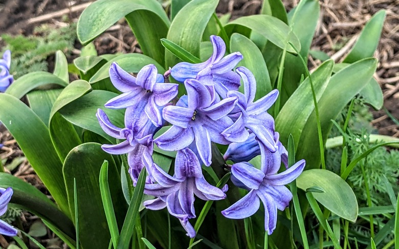 Purple and white flowers of a purple hyacinth Hyacinthus orientalis.
