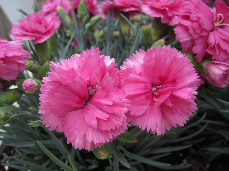Two large pink carnation Dianthus caryophyllus flowers.