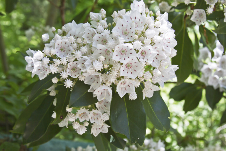 White and Red Mountain Laurel Flowers