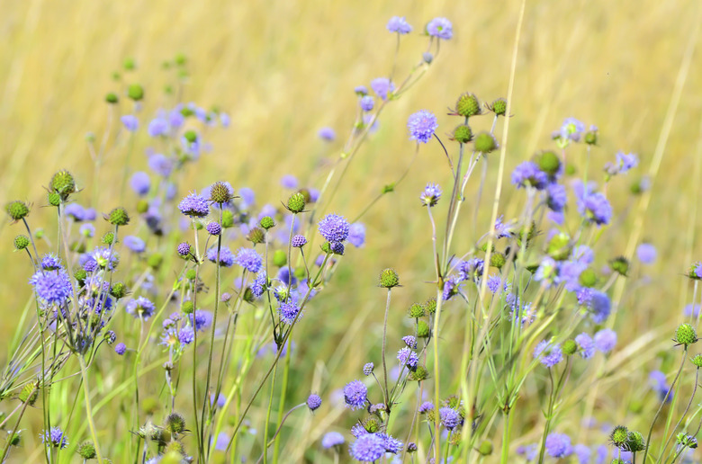 Succisa pratensis flowers on meadow