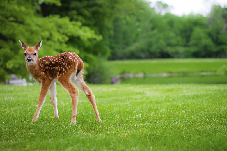 Baby Deer on the Lawn