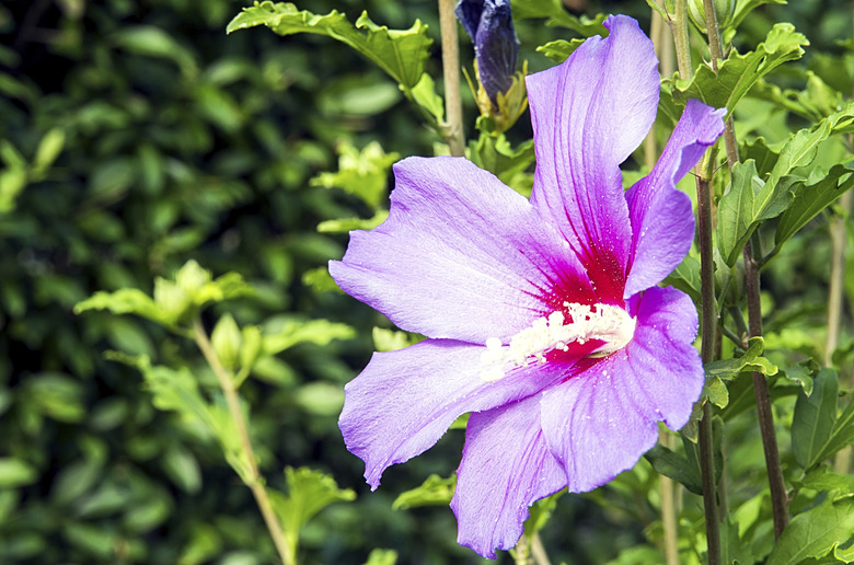 Purple hibiscus flower