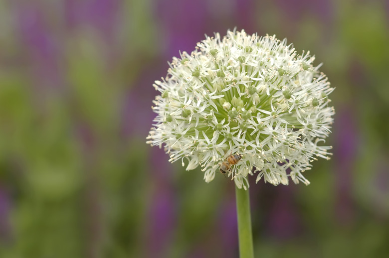White Allium
