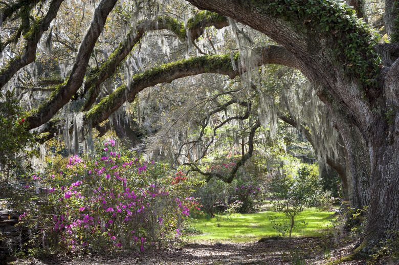 Sunshine filtering a spring scene of live oak trees
