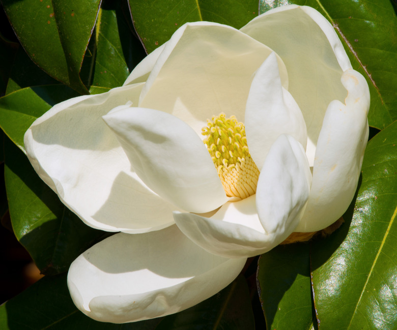 Southern magnolia blossom