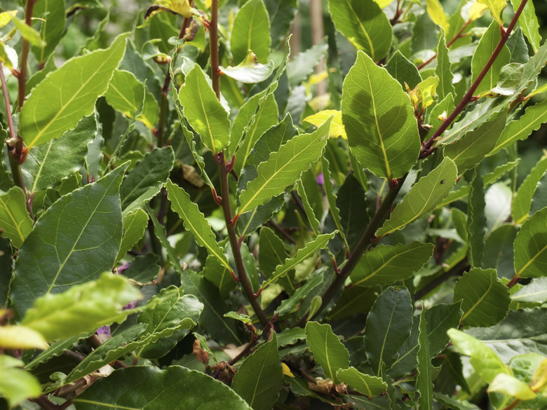 Close-up of bay laurel leaves