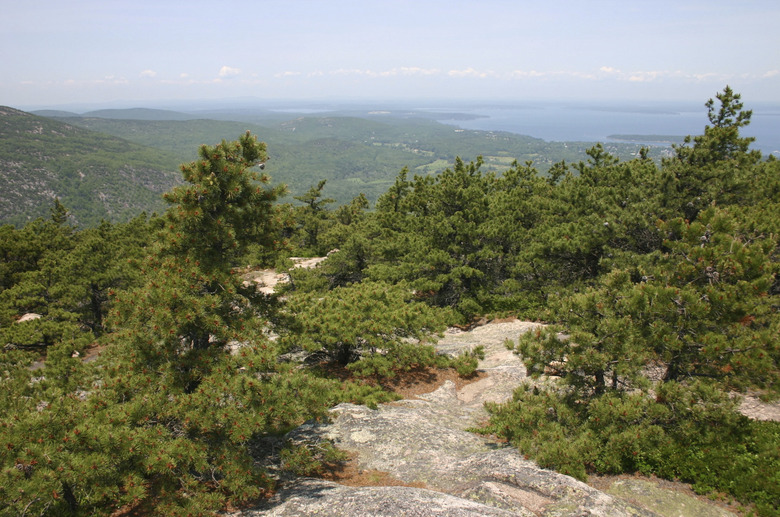 Jack pines thriving on Champlain Mountain's summit
