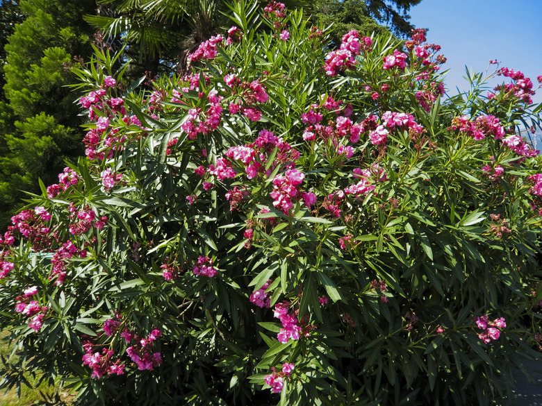Pink oleander