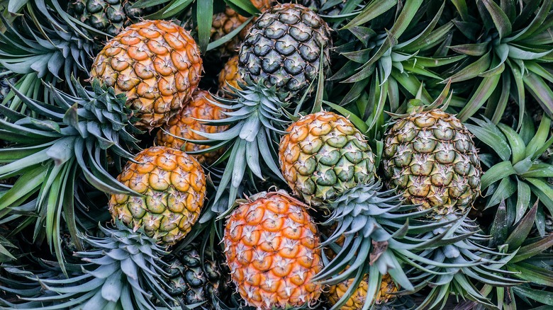 A handful of freshly picked pineapples in a pile together.