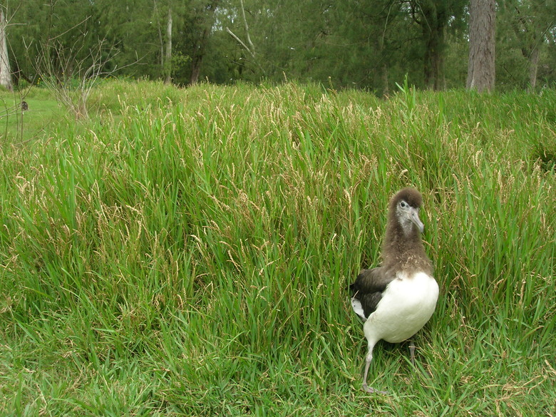 A Laysan albatross standing on a St. Augustine lawn Stenotaphrum secundatum on Sand Island in the Midway Atoll.