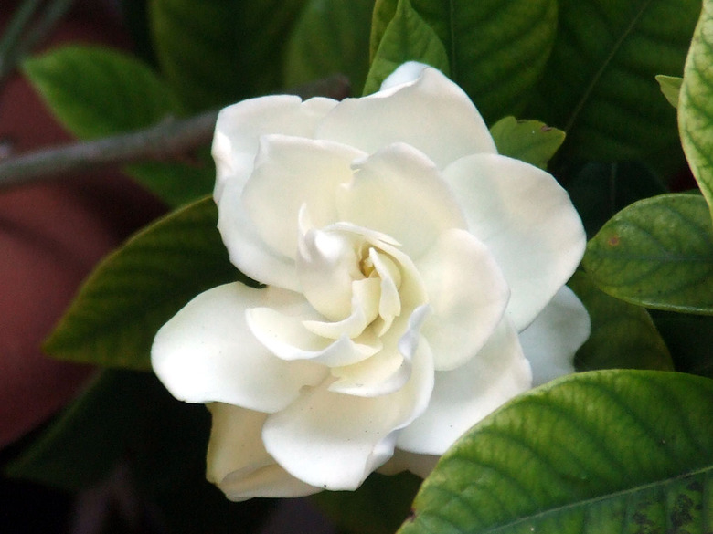 A close-up of a white gardenia Gardenia jasminoides flower.