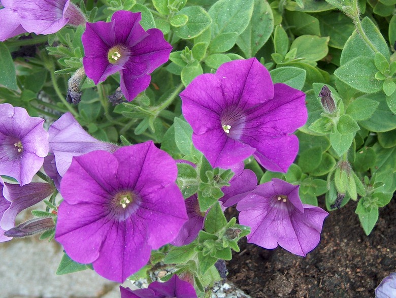 Magenta grandiflora petunia Petunia × atkinsiana flowers pointing towards the camera.