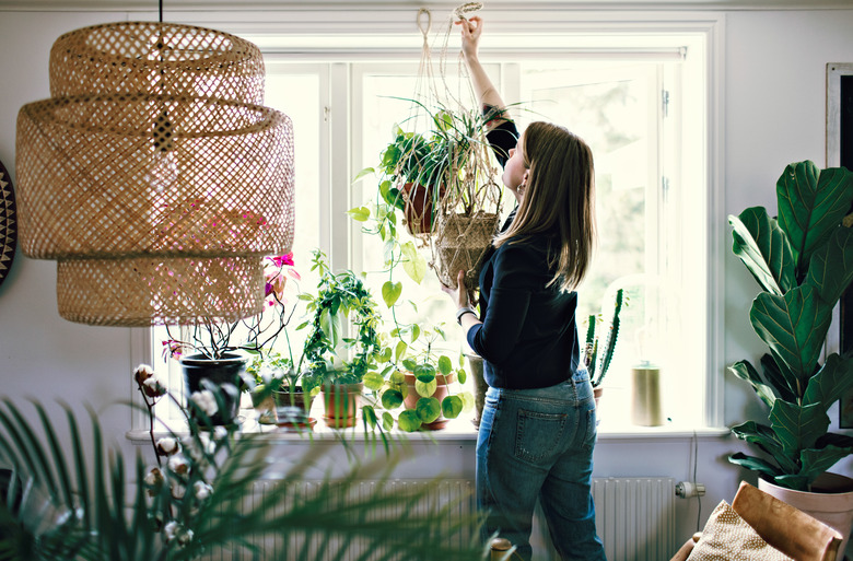 Mid adult female environmentalist hanging potted plant on window in room at home