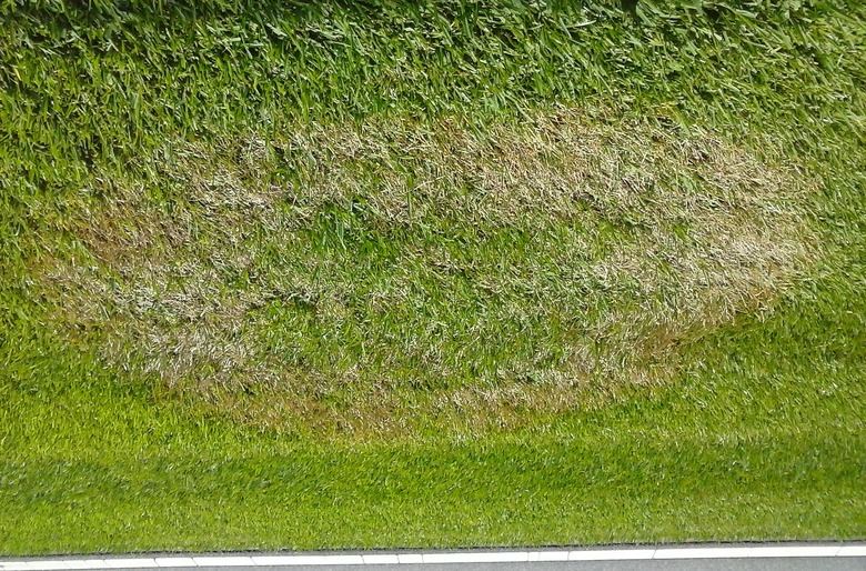 A brown patch developing in some centipede grass Eremochloa ophiuroides.