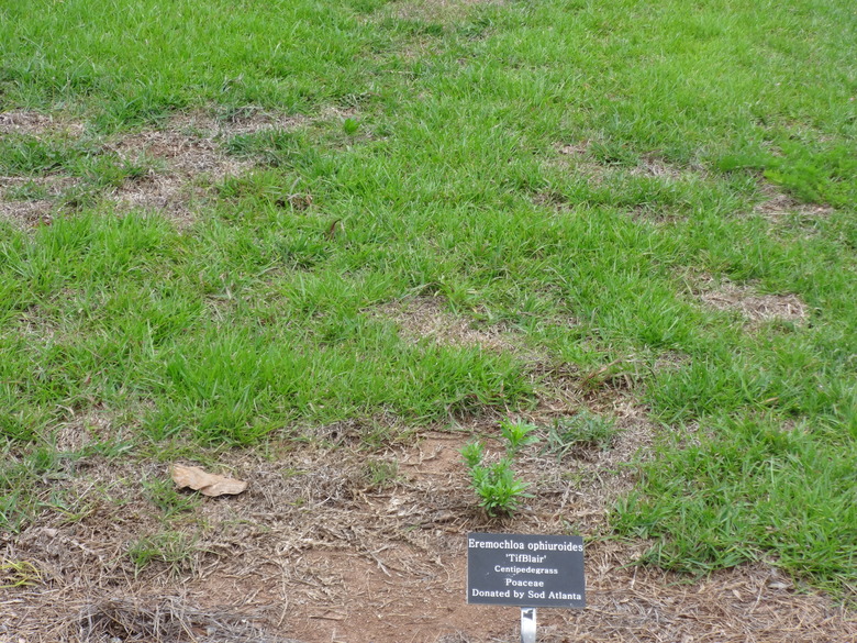 Some TifBlair centipede grass Eremochloa ophiuroides 'TifBlair' growing at the University of Georgia.
