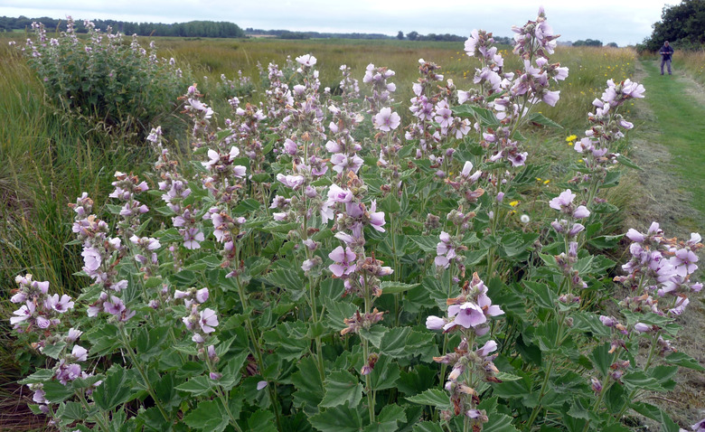 A dense patch of marsh mallow Althaea officinalis plants growing in a field.