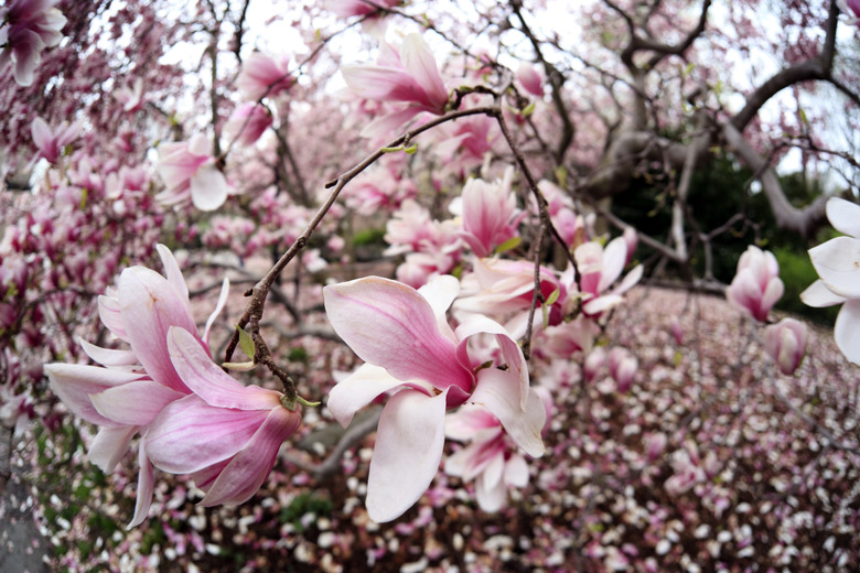Tulip tree