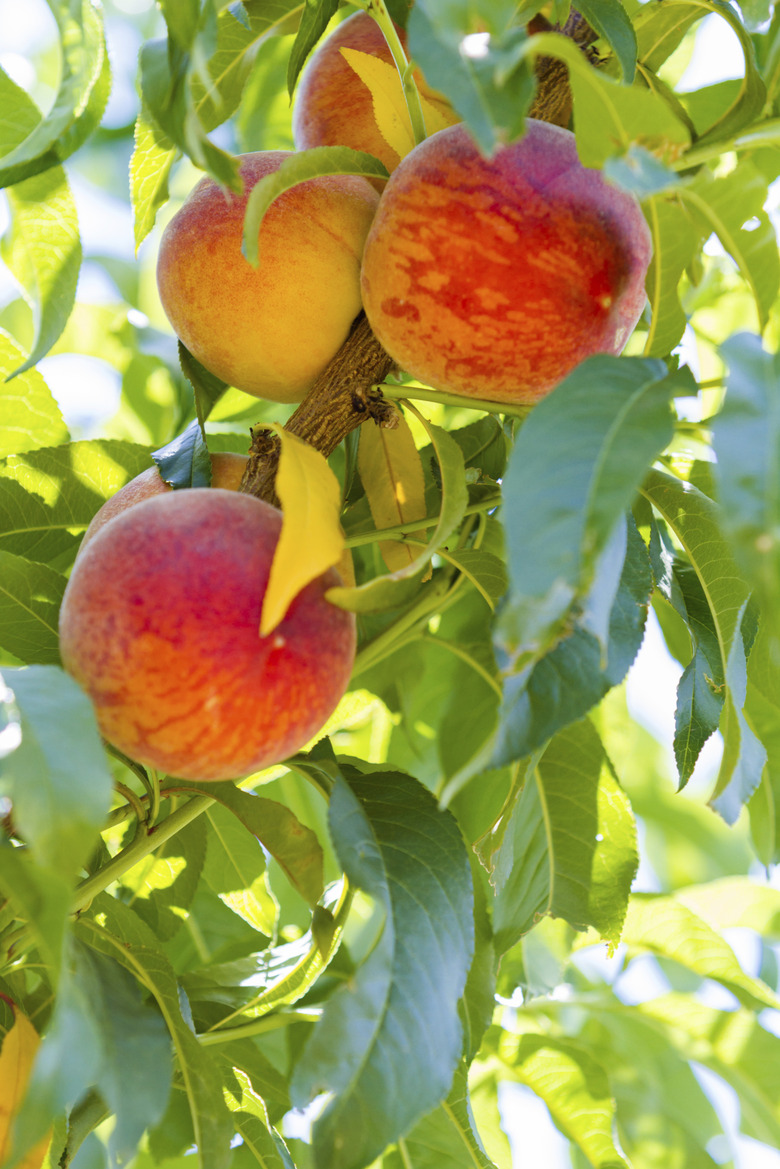 Peaches