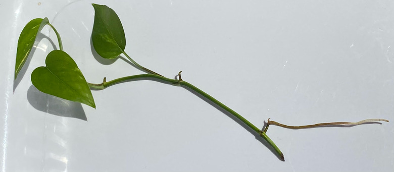 A stem cuttings from a golden pothos Epipremnum aureum laid out on a white table.