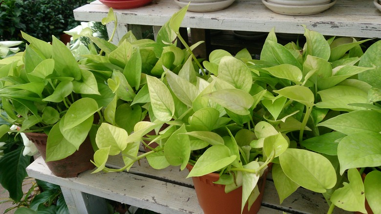 A few Gold devil's ivy Epipremnum aureum 'Gold' plants on display at a nursery.