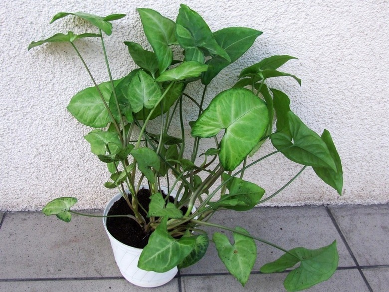 An arrowhead vine Syngonium podophyllum in a white pot outside against a white wall.