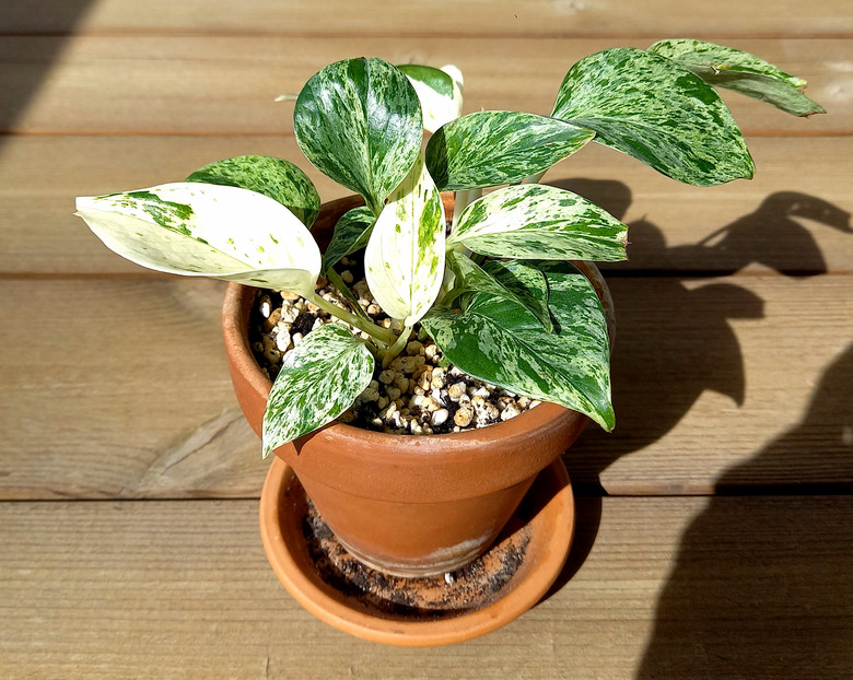 A cute little golden pothos Epipremnum aureum in a terra cotta pot on a wooden table.