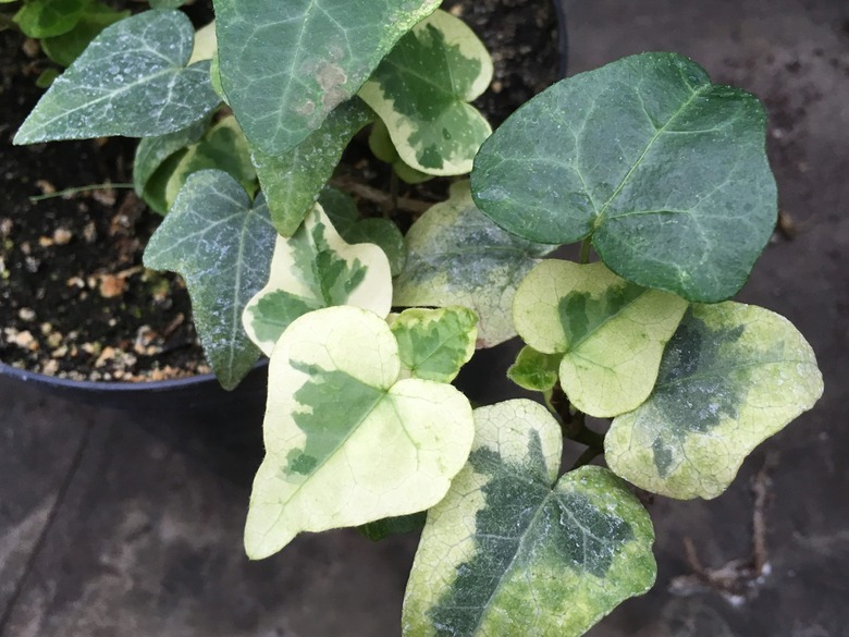 A close-up of the leaves of an English ivy Hedera helix 'Celebrity plant.