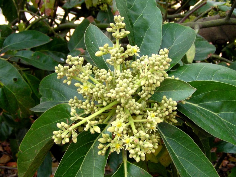 A close-up of an avocado tree's Persea americana yellow flower.