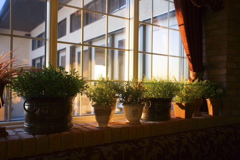 Window sill full of plants