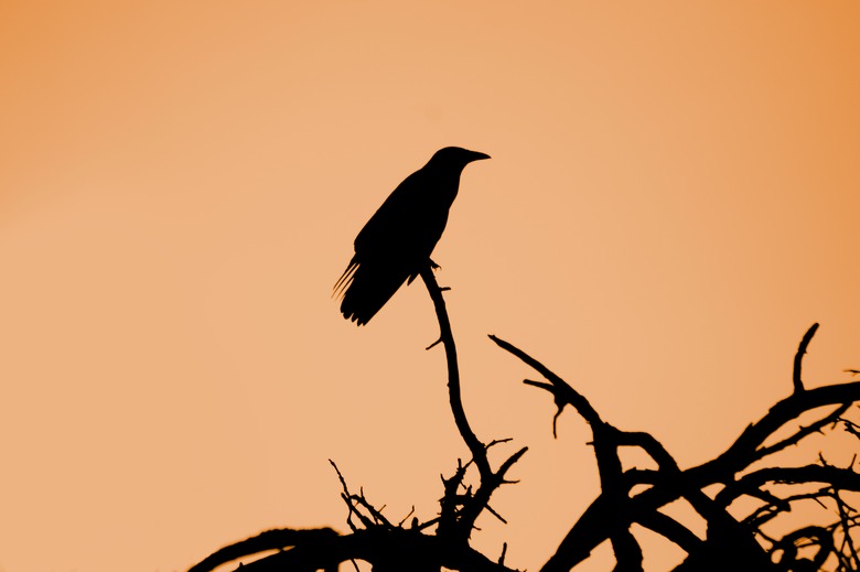 A silhouette of a crow on an orange background.