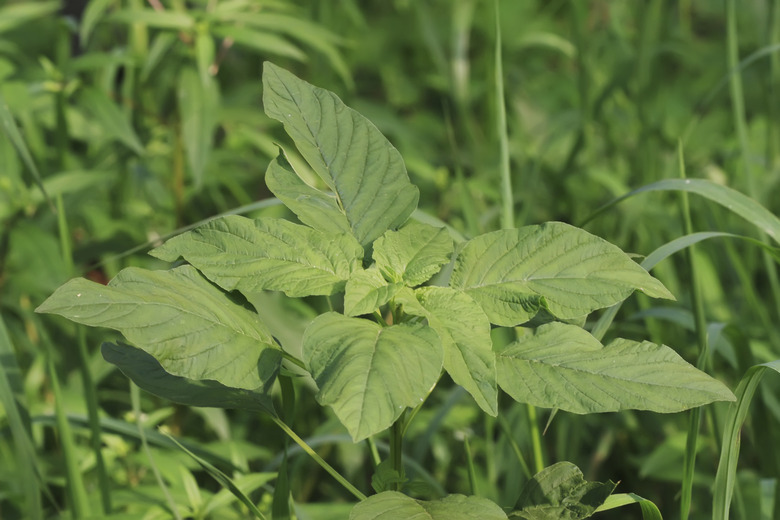 amaranthus