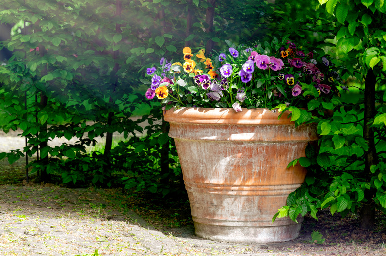 A garden flower pot with blooming pansies.