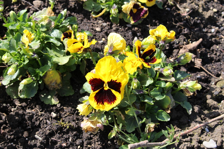 Yellow pansies Viola x Wittrockiana growing in rows.