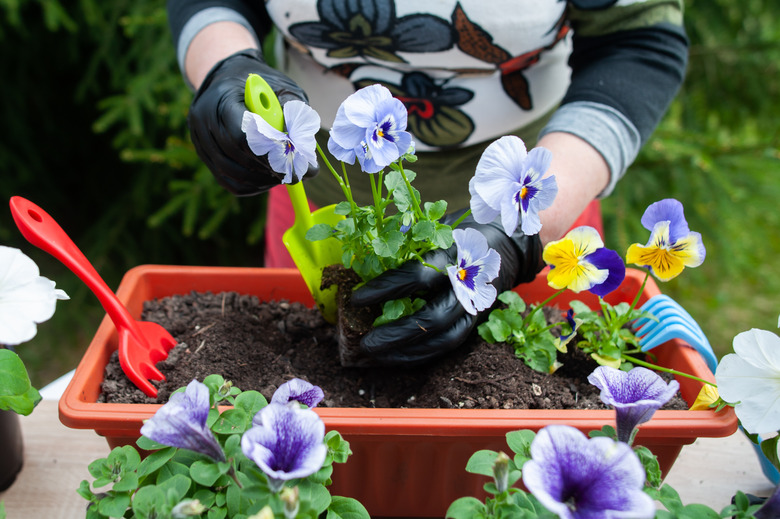 The hands of a gardener plant pansies in a pot.