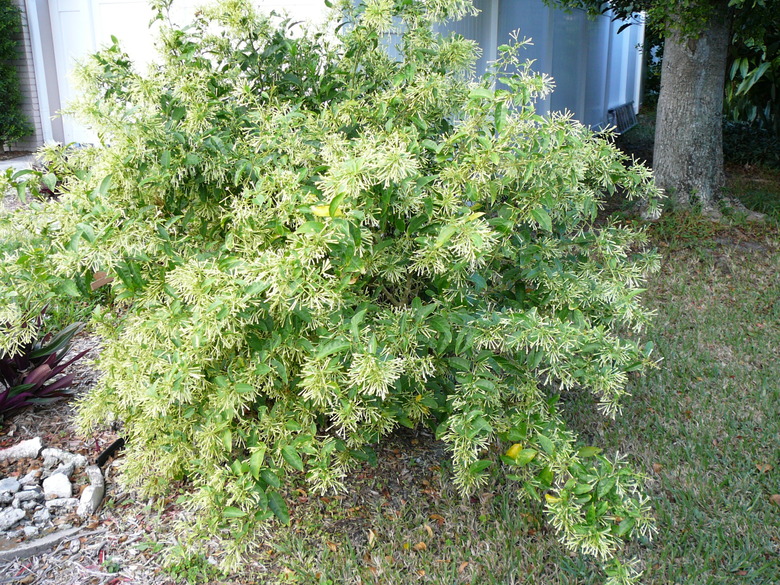 A large night-blooming jessamine Cestrum nocturnum bush growing near a home.