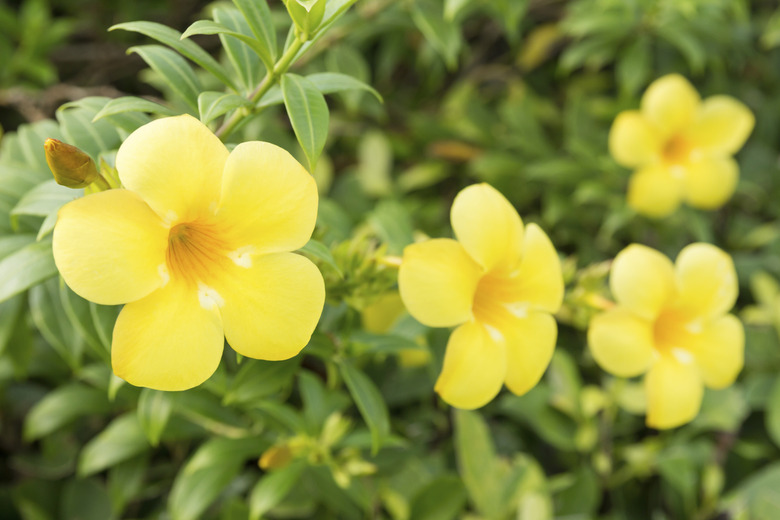 Yellow allamanda flower