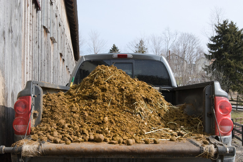 Fresh Manure Load on Truck at Barn
